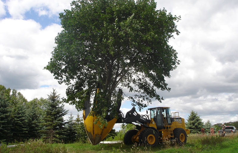Комунальники Дніпровського району столиці розжилися новим обладнанням для пересаджування дерев із грудкою землі. Причому йдеться про дорослі дерева.
